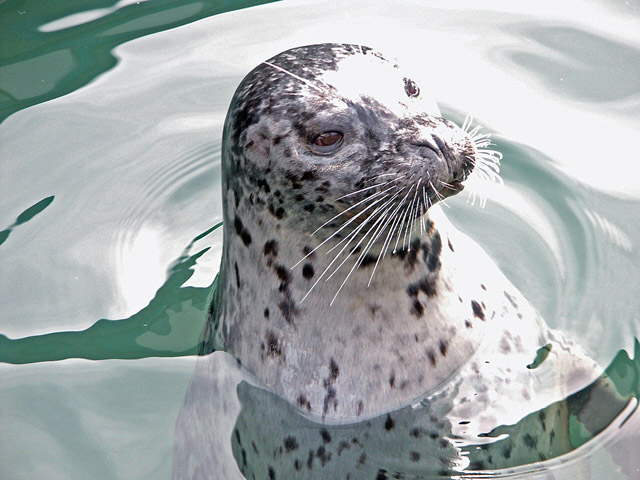seal.jpg