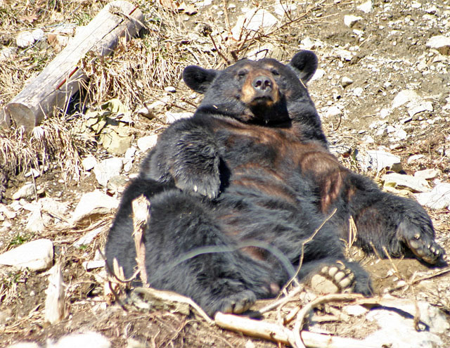 B Bear.jpg