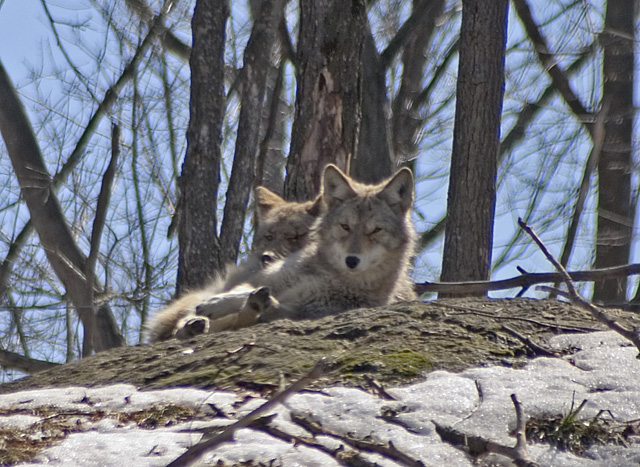 Coyotes.jpg