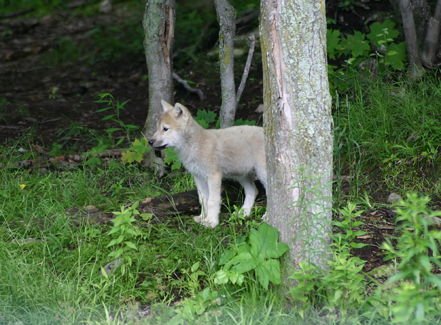 Wolf Pup 640.jpg