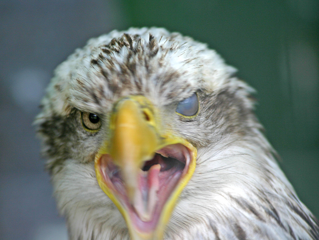 Bald Eagle 640.jpg