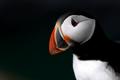 Puffin