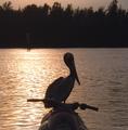Coming In