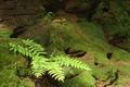 Primitive Green