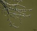 Light Dusting