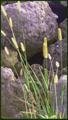 Grass