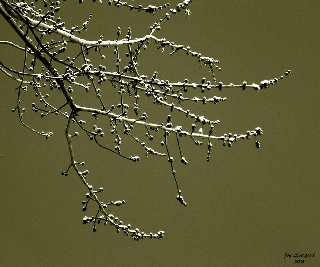 Light Dusting