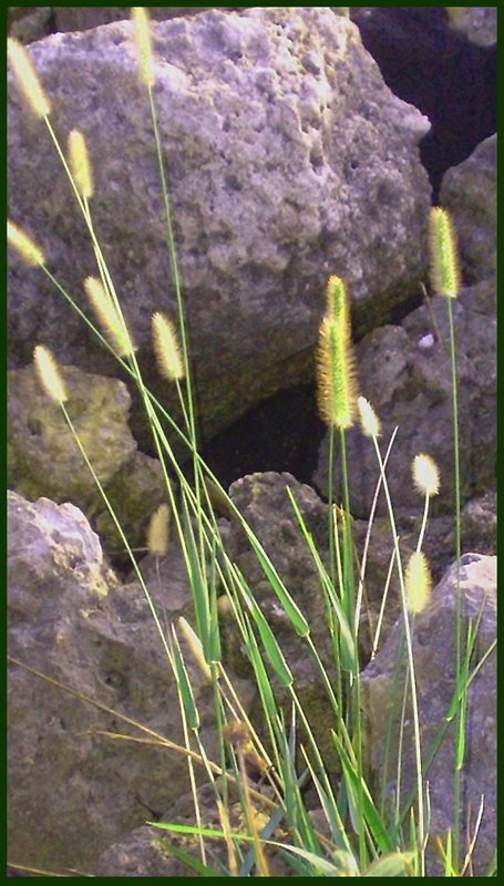 Grass