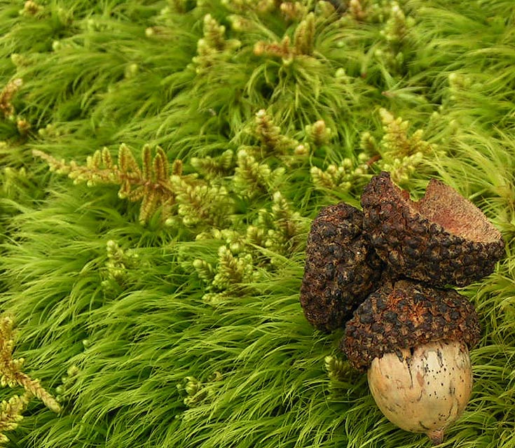 Pennsylvania Acorn