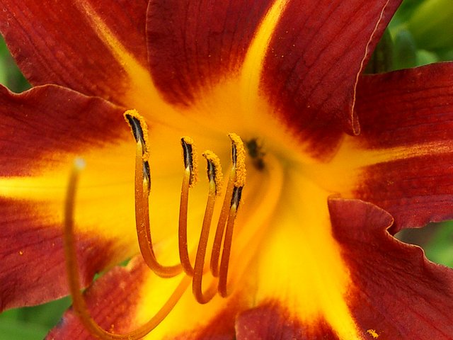 Tiger Lily Upclose