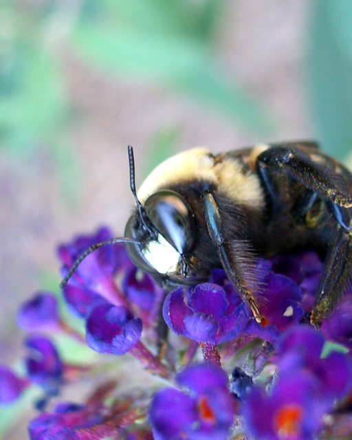 Close up of a Bee