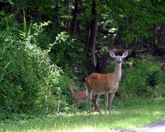 Waiting to cross the road