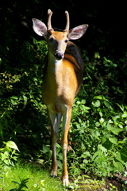 Deer