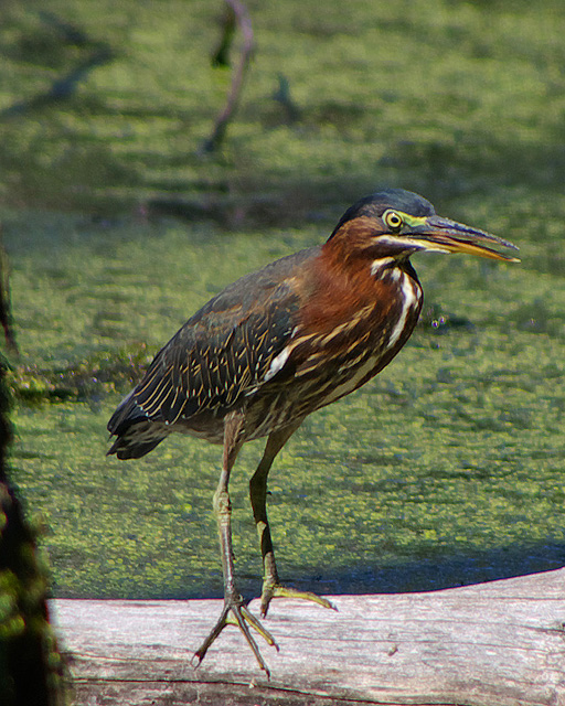 Green Heron