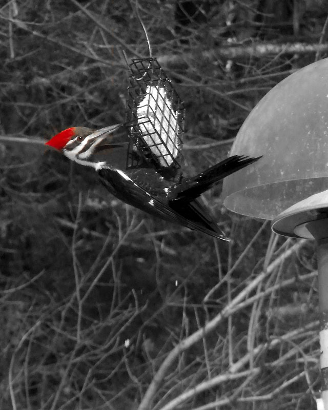 Pileated Woodpecker
