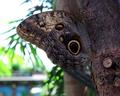Butterfly II