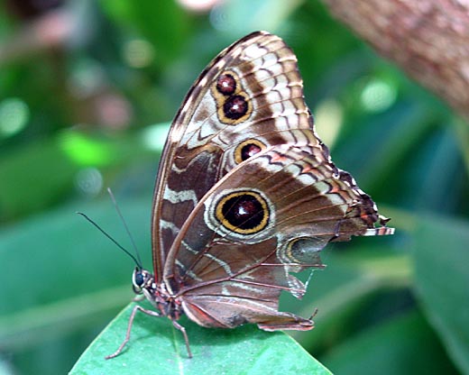 Butterfly I