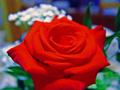 Birthday Rose 2.jpg