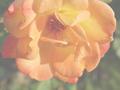 Yellow Rose.jpg