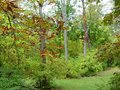 The leaves are changing 2.jpg