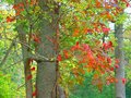 Fall colors.jpg