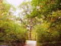 Millikin Woods sporting fall colors 2.jpg