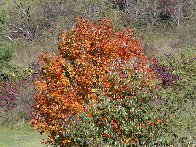 Red Bush copy.jpg