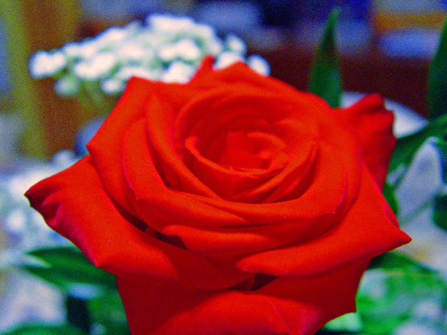 Birthday Rose 2.jpg