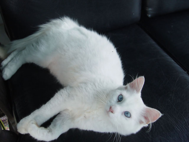 Prissy.jpg