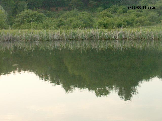 Andy's pond.jpg