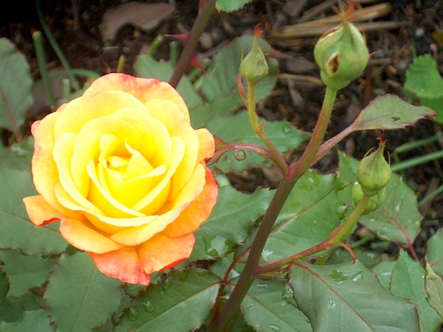 RioSamba rose.jpg