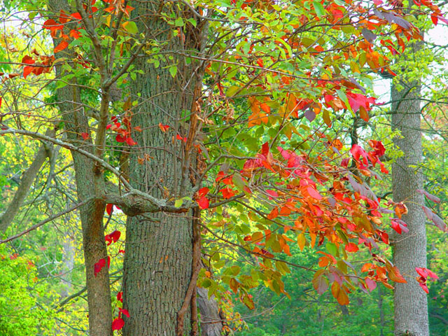 Fall colors.jpg