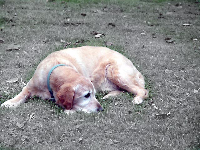 Tom's family dog copy 3.jpg