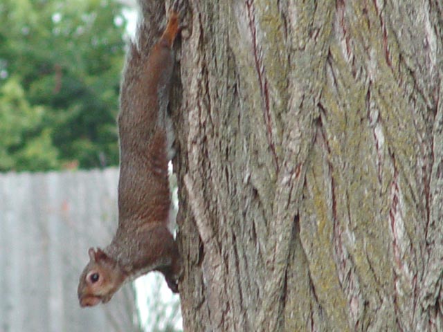 July 2004 017 copy 2.jpg
