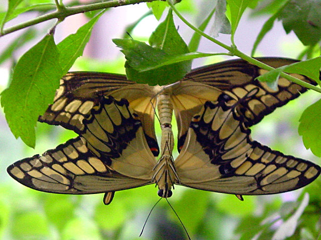 DSC06090butterfly sexb.jpg