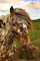 Dartmoor Pony 2