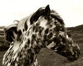 Dartmoor Pony 3