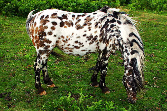 Dartmoor Pony