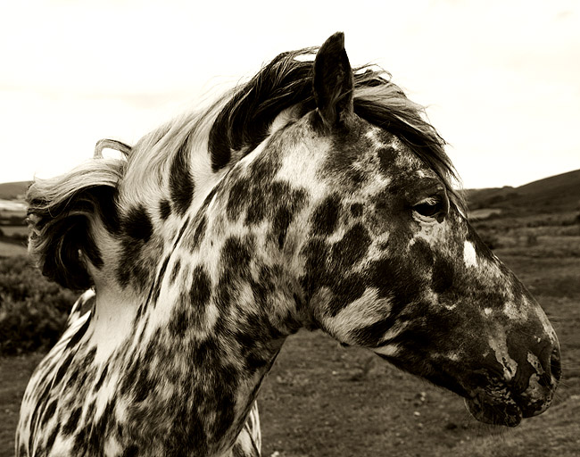 Dartmoor Pony 3