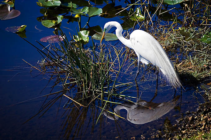 Great Egret