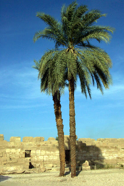 Desert Oasis