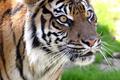 Eye of the Tiger