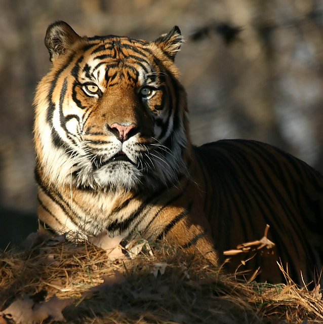 Tiger_DP.jpg