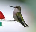 IMG_Female Hummer.jpg