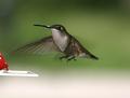 IMG_Hummer in Flight.jpg