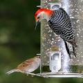 IMG_Excuse Me!.jpg