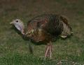 IMG_Wild Turkey.jpg