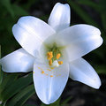 LILLY-2.jpg