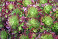 2957Chicken'nHens.jpg