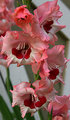 Frilly Glads.jpg